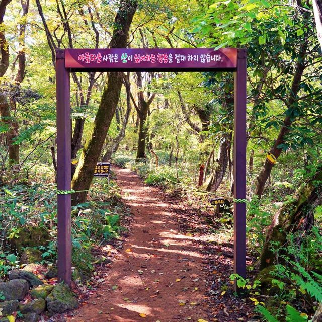 🍁 한라산 단풍구경 관음사 탐방로 어때요?