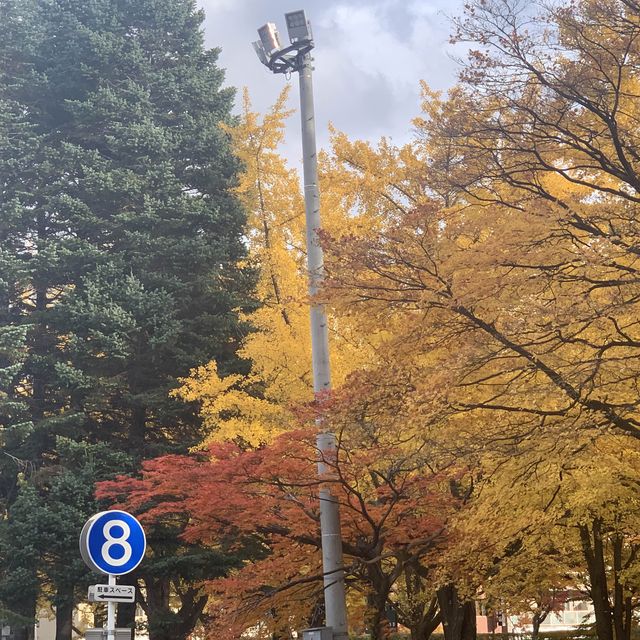 黄金色の道😊北海道大学イチョウ並木