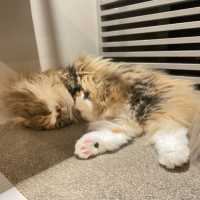 東京/渋谷で癒されよう【猫カフェMOCHA🐈】渋谷公園通り店
