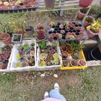 Tamu Kundasang