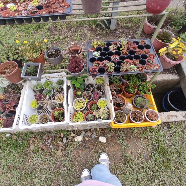 Tamu Kundasang