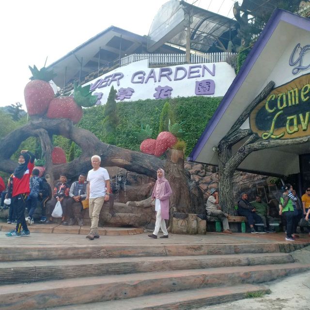Lavender Garden