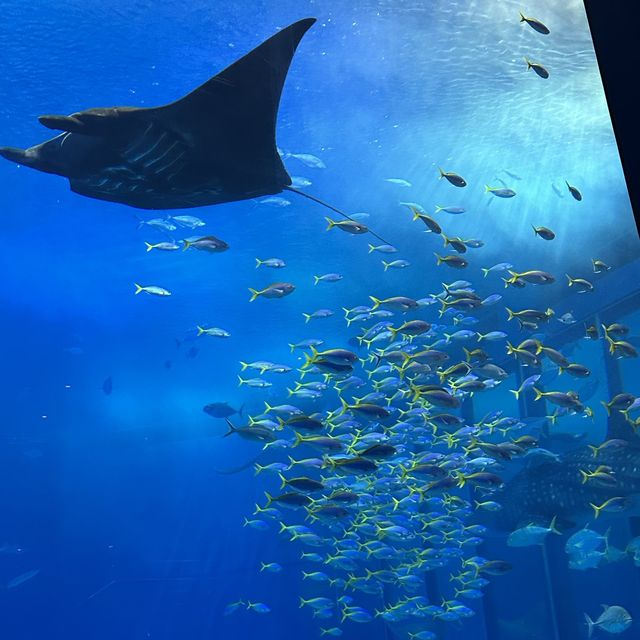 沖繩最美麗的地方沖繩美之海水族館 (Ocean Expo Park)