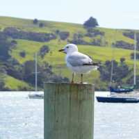 Akaroa - New Zealand 