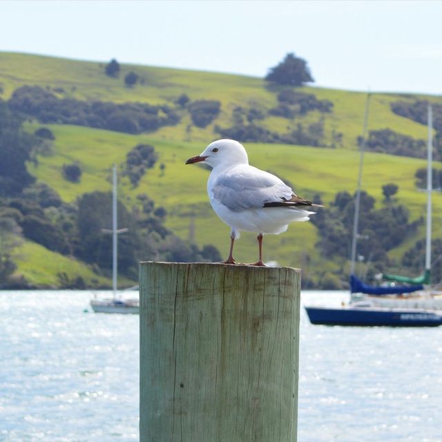 Akaroa - New Zealand 