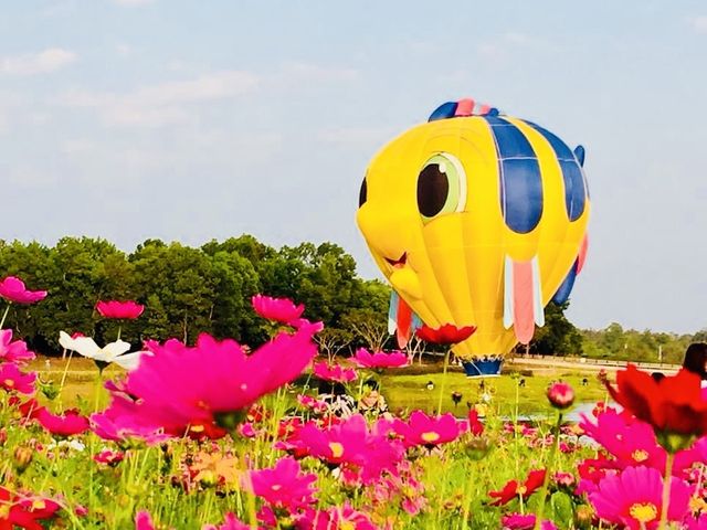 🌺🌸BALLOONS OVER COSMOS MEADOWS 🌺🌸