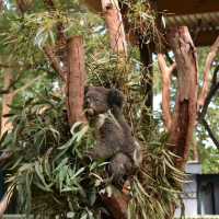 Visit Australia's animals 