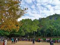 秋冬紅葉楓香林出發打卡啦