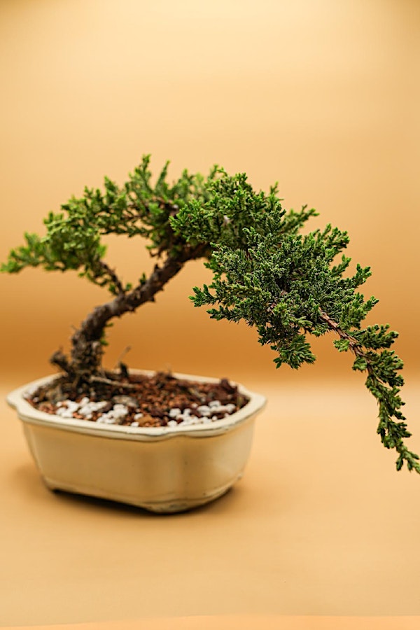 Bonsai Lesson at Big Top Brewing 21+ | Big Top Brewing Company (Fruitville Commons)
