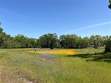 Vernal Pool Explorations | Airport Boulevard