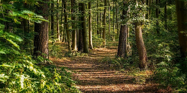 ***EXTENDED SESSION*** Unwind in the Woods: forest bathing at Salcey | Salcey Forest
