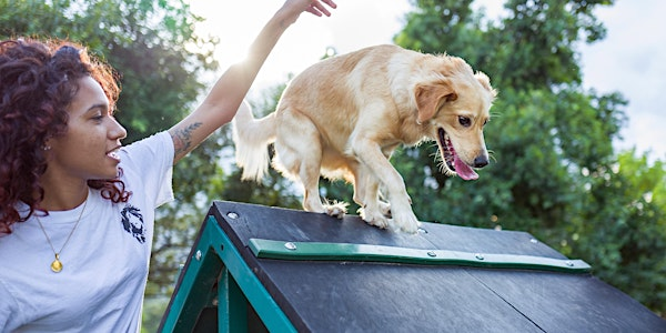 Agility - 6 Week Course | Squirrells Riding School