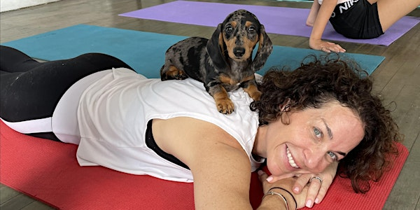 Puppy Yoga by Yoga Kawa Mississauga Dachshunds | 1578 Finfar Ct unit # 4