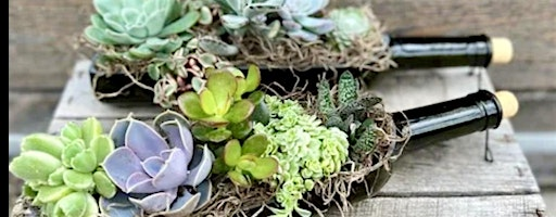 Succulent Wine Bottle Arrangement | Blue Bee Cider