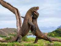 Komodo National Park