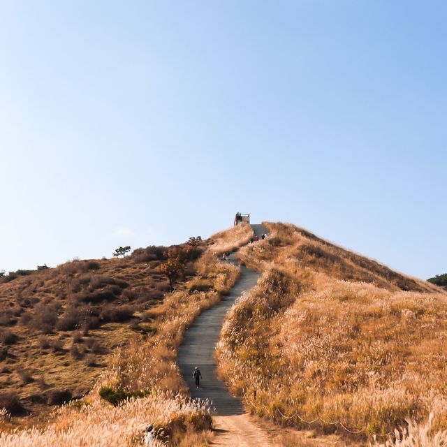가을 억새 명소 경남 '황매산'🍂🌾