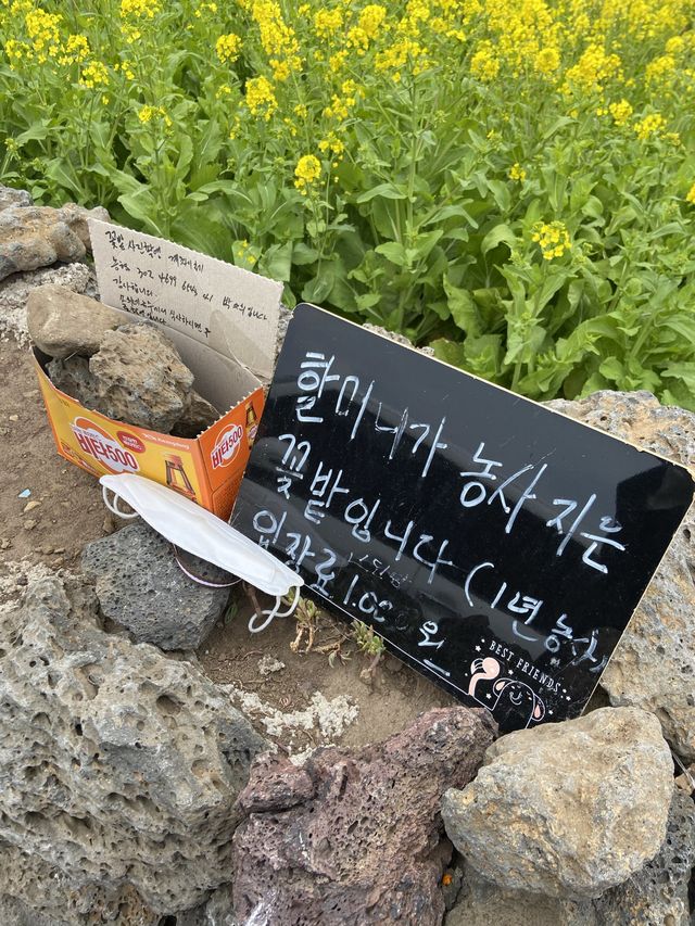 <제주> 너무 예쁜 절경, 산방산 유채꽃밭