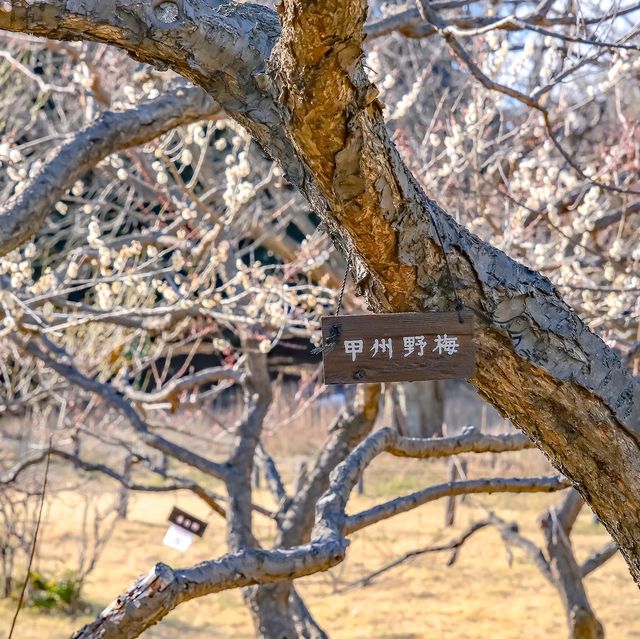 根岸森林公園の梅林の中を散策