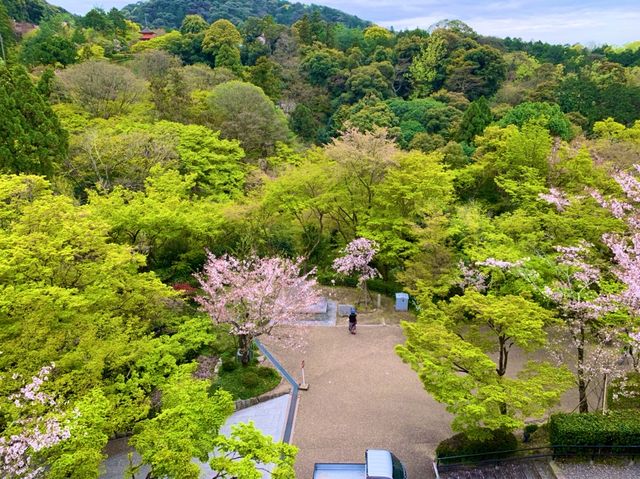 京都　KYOTO SAKURAめぐり❗️まさに、いとをかし清水寺の桜に大満足❗️