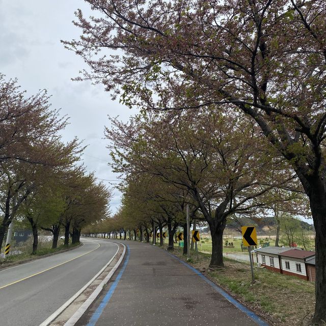 봄 피크닉? 유채꽃 가득한 남대천으로~