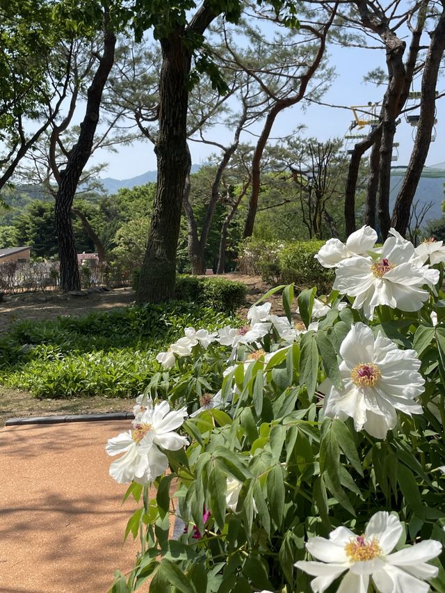 향기까지 너무 좋았던 작약 꽃밭