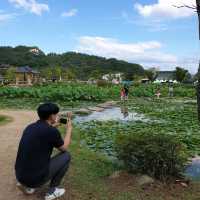 경남 함양 산삼축제에서 여러꽃과 연꽃구경