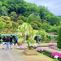 Home of Old Wisteria (Fuji flower) 