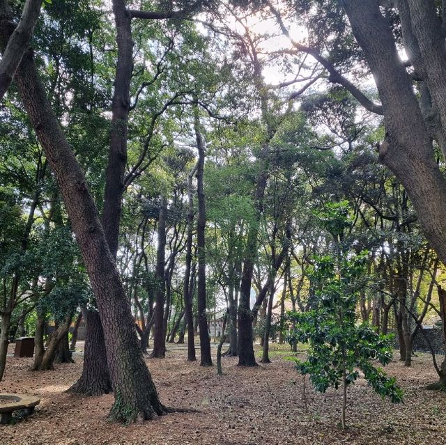 산림욕하기 좋은 제주 절물자연휴양림