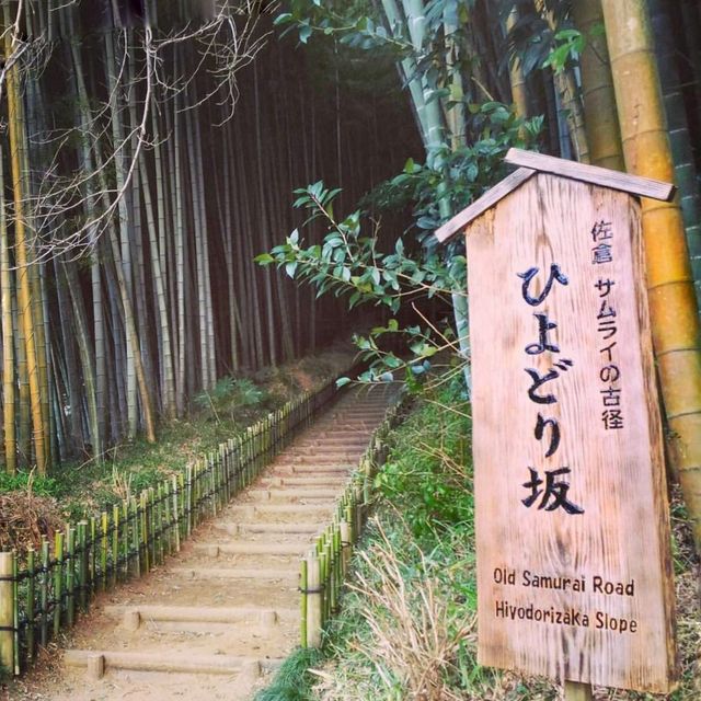 千葉縣佐倉必去打卡的竹林古徑📸️📸️🤩🤩👍🏻