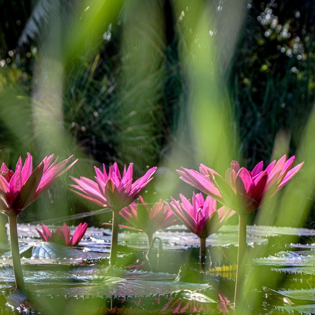 Phra Srinagarindra Park