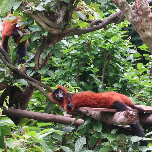 Singapore Zoo