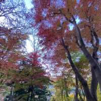 鋪天蓋地的絕美紅葉 – 八瀨紅葉小徑