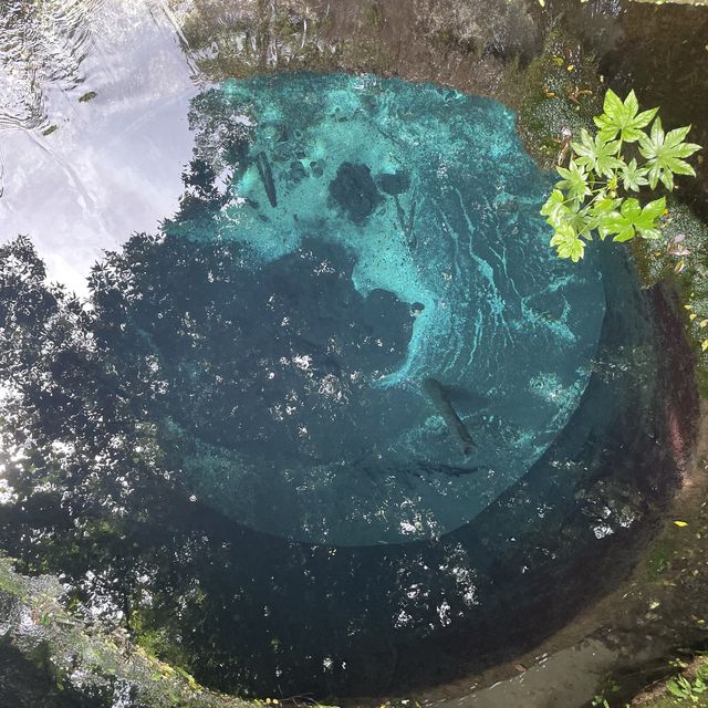【清水町】柿田川公園