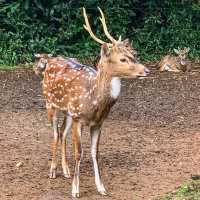 INDONESIAN SAFARI PARK, BOGOR