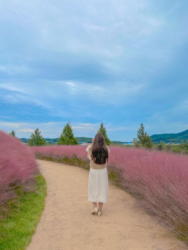 숨은 핑크 뮬리 맛집, 합천 신소양체육공원💕