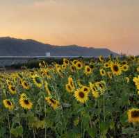 ทุ่งทานตะวัน  สระบุรี 🌻