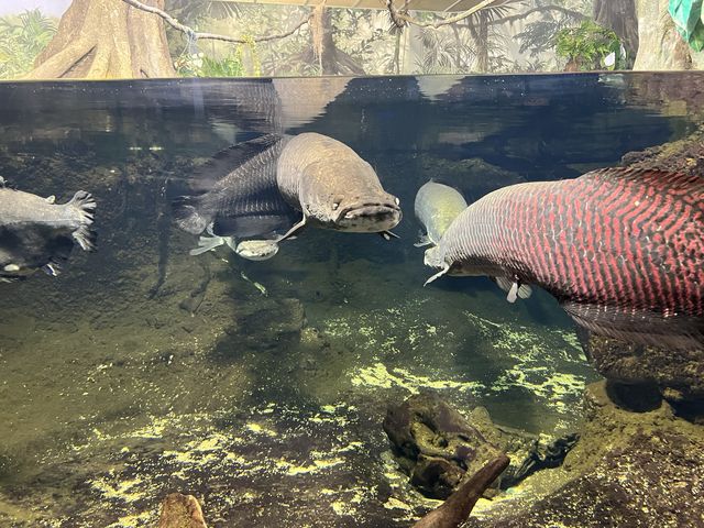 【山口】海響館で関門海峡のお魚見学④