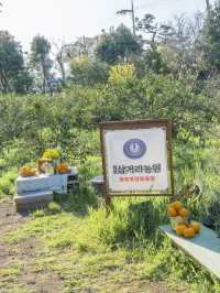 산방산을 보며 먹을 수 있는 삼거리농원, 테라스 애견동반 가능!