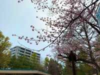札幌　SAKURA 桜めぐり❗️円山公園の桜に感動❗️