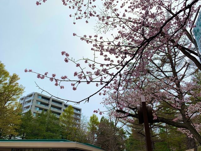 札幌　SAKURA 桜めぐり❗️円山公園の桜に感動❗️