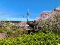 京都　京都散策旅　六孫王神社の桜に感動❗️