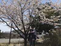 4월의 칸카케이신사 언덕에서 벚꽃나무 구경하기 