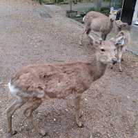 鹿！鹿！鹿！どこに行っても鹿　奈良公園