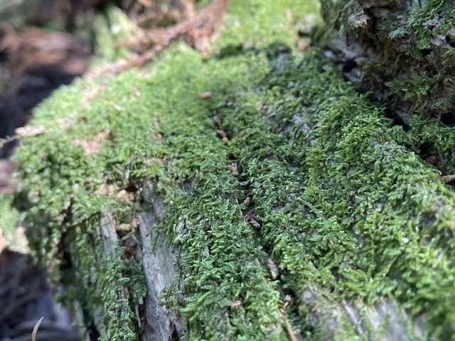 県天然記念物にも指定！奇岩「トカゲ岩」