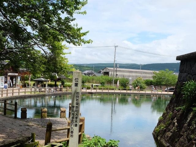 鹿兒島必去打卡仙境｜霧島山麓丸池湧水