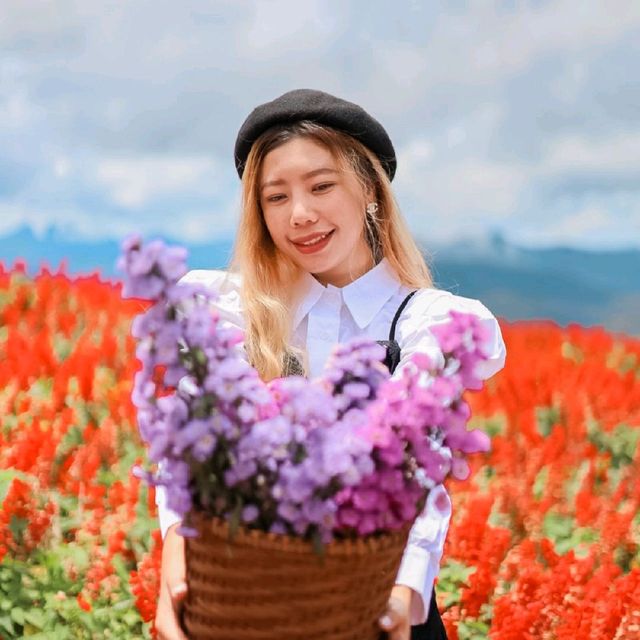 สวนดอกไม้ที่วิวสวยที่สุด | ม่อนแจ่ม ~ เชียงใหม่
