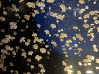【法國旅遊】適合一家大細嘅水族館(⁎⁍̴̛ᴗ⁍̴̛⁎)
