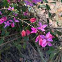 NSW bushwalking and wildflower 