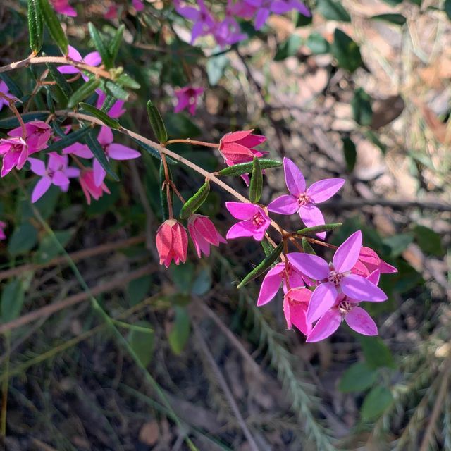 NSW bushwalking and wildflower 