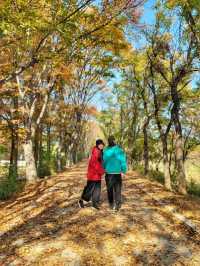 4년만에 다시 개방된 산림환경연구원🌳!!!경주 외나무다리 포토존